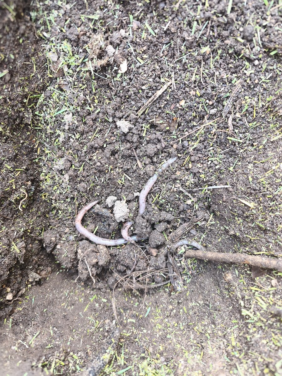 スコップで掘り起こすとミミズが出てきた